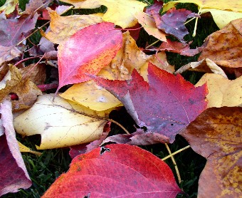 Got Leaves? Put 'Em to Work Image